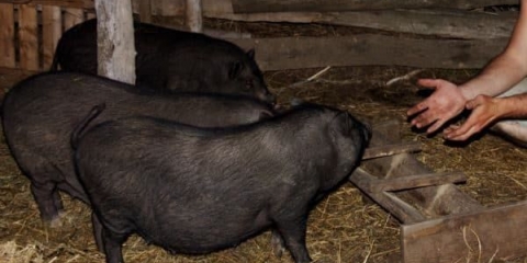 Vijetnamska prasad: težina po mjesecu, tabela, do koje težine narastu za 6-8 mjeseci